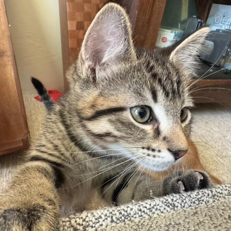 A baby small-sized male Brown / Chocolate Domestic Short Hair cat named Bamboozle for adoption in Talent, OR