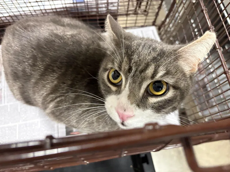 An adult medium-sized male Domestic Short Hair cat named Kit for adoption in Chatsworth, CA