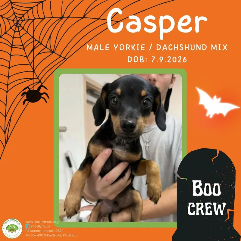 A baby small-sized male Yorkshire Terrier dog named Casper for adoption in Pottstown, PA