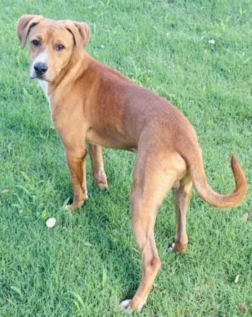 A young medium-sized male Foxhound dog named Buddy for adoption in Texas City, TX