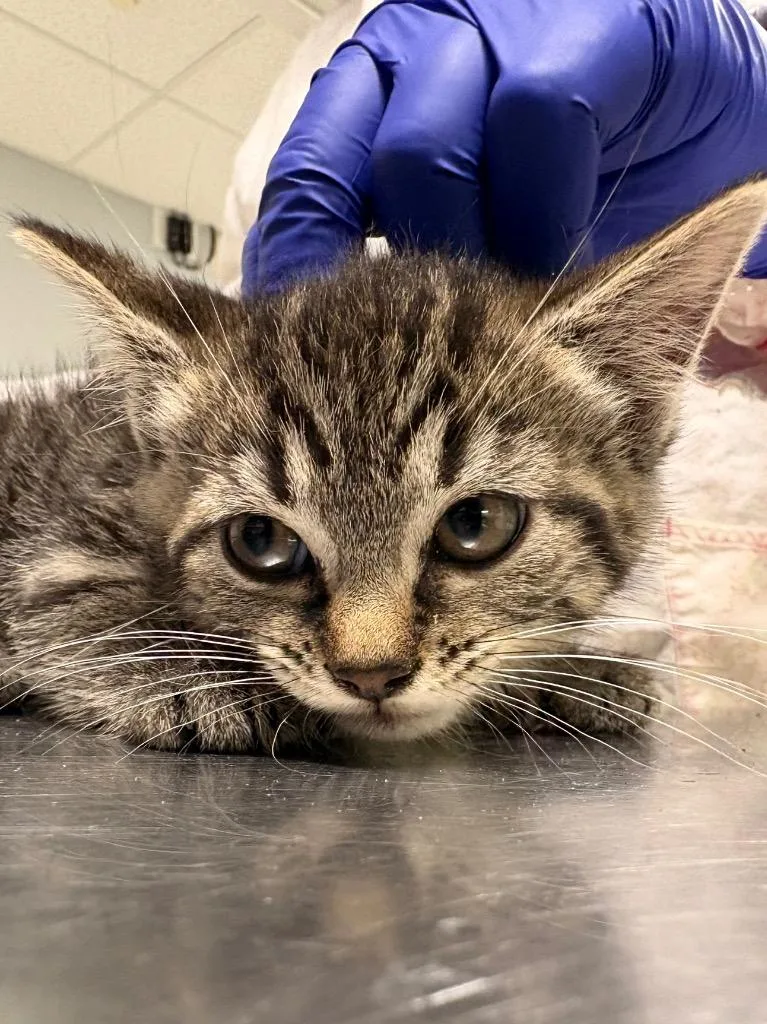 A baby medium-sized female Domestic Short Hair cat named Flora for adoption in Fall River, MA
