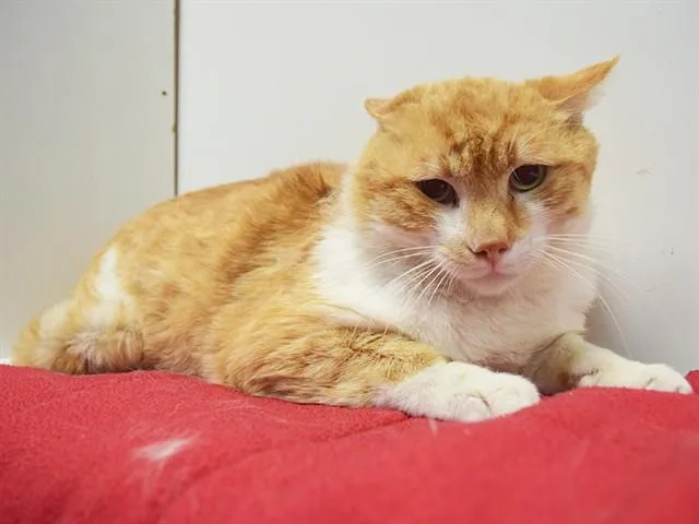An adult medium-sized male Domestic Short Hair cat named Dijon for adoption in Sacramento, CA