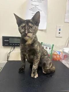 A baby medium-sized female Tortoiseshell Domestic Short Hair cat named Phoebe for adoption in Charleston, SC