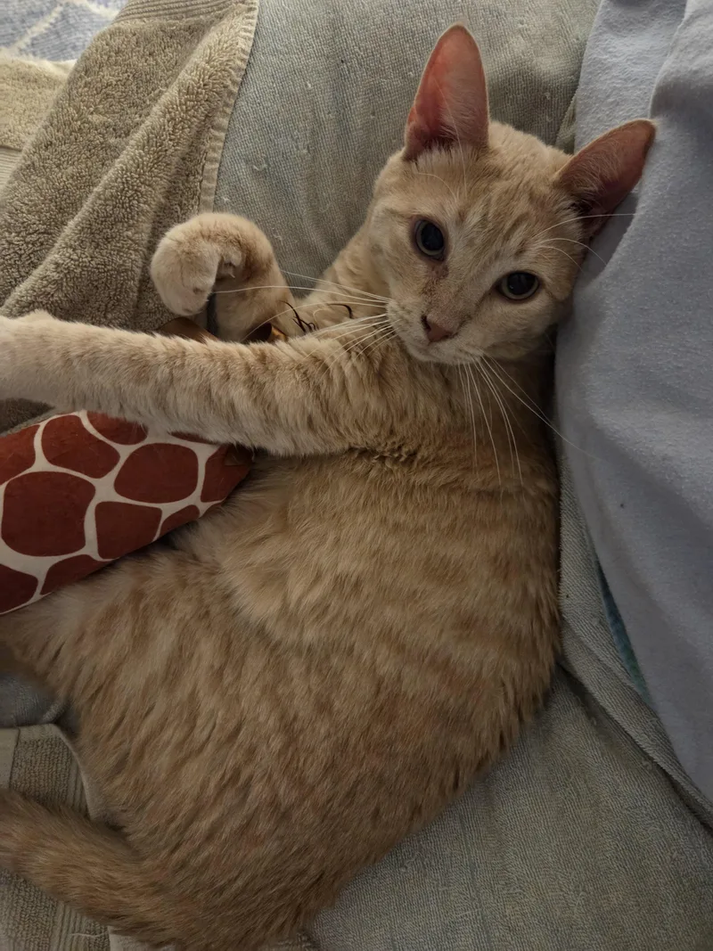 An adult extra large-sized female Domestic Short Hair cat named Chancy for adoption in Buhl, ID