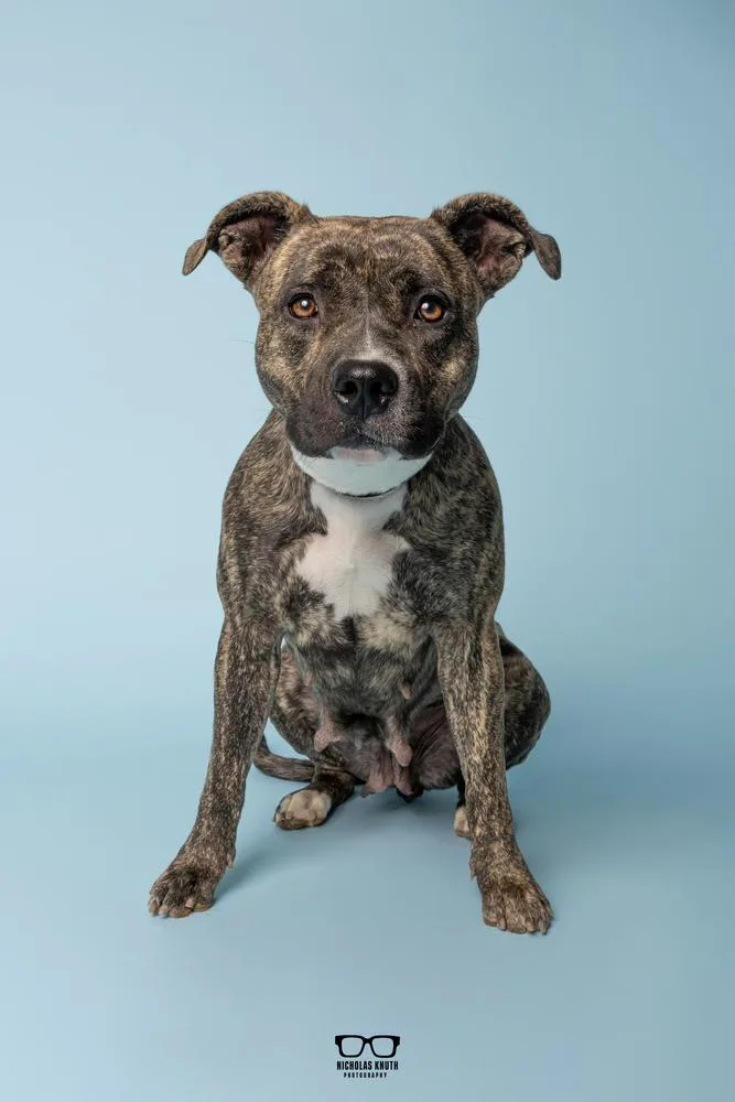 A young medium-sized female Brindle Mountain Cur dog named Nixie for adoption in Palatine, IL