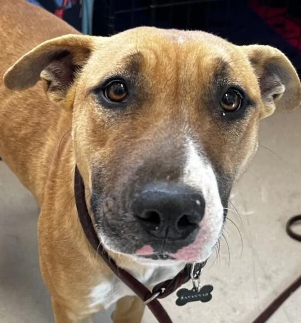 An adult medium-sized female Bull Terrier dog named Mini Mona for adoption in El Cajon, CA