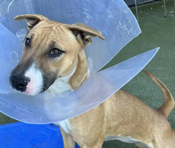 Mini Mona thumbnail 4