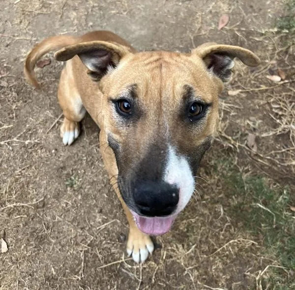 Mini Mona thumbnail 5