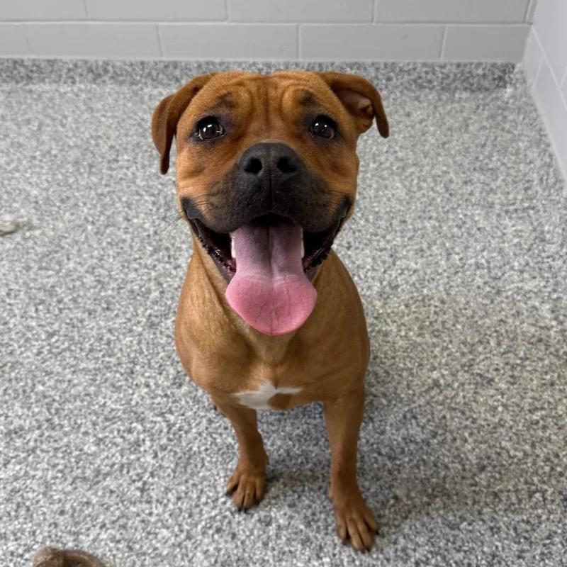 An adult medium-sized female Brown / Chocolate Boxer dog named Bailey for adoption in Brookfield, WI
