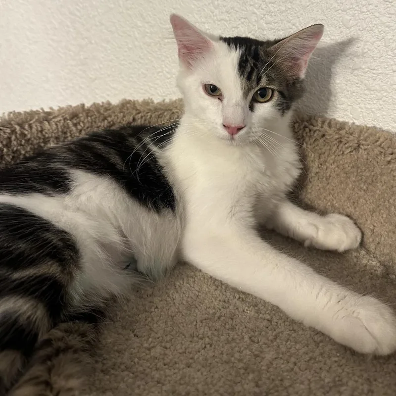 Leo