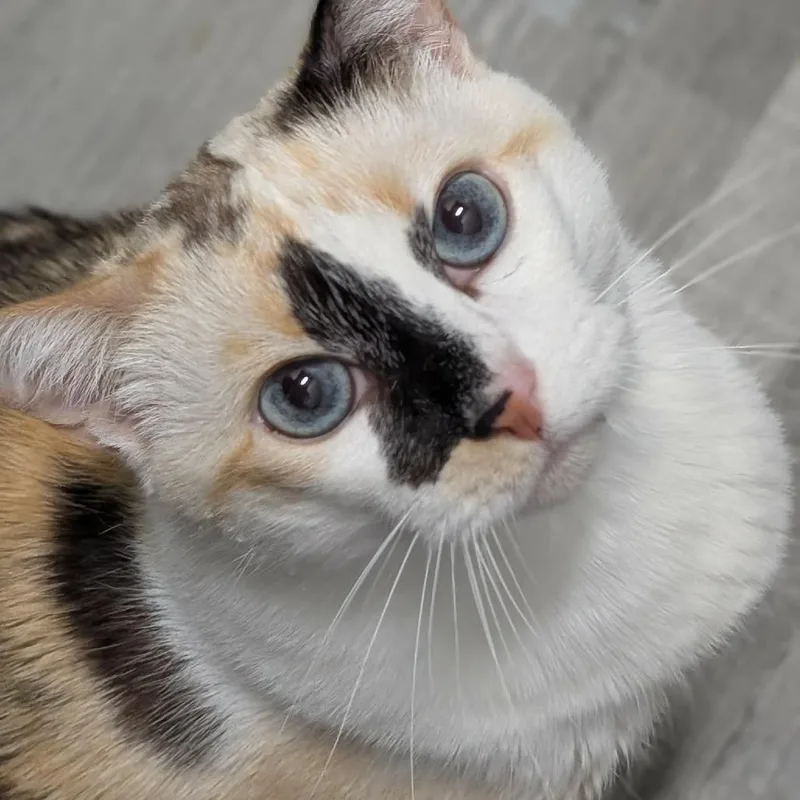 A senior small-sized female Calico Domestic Short Hair cat named Guinevere for adoption in Springfield, MO