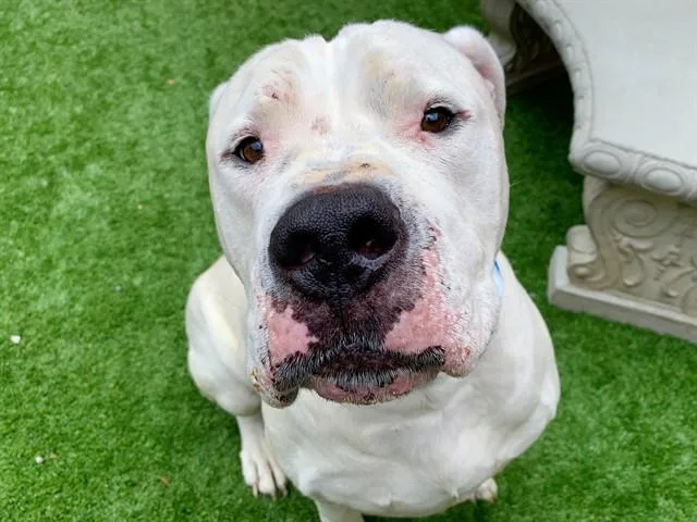An adult extra large-sized male Dogo Argentino dog named Manney for adoption in Moreno Valley, CA