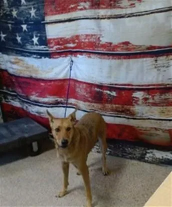 An adult small-sized female Carolina Dog dog named Dakota for adoption in Miami, FL