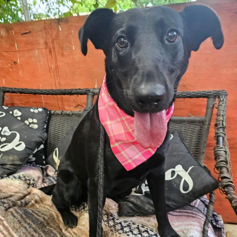 An adult medium-sized female Black Labrador Retriever dog named Whitney for adoption in Austin, TX