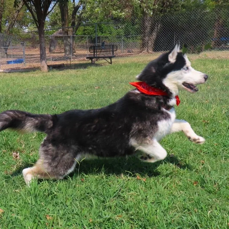 Maverick
