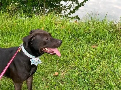 An adult medium-sized female Black Mixed Breed dog named Precious for adoption in Hamilton, OH