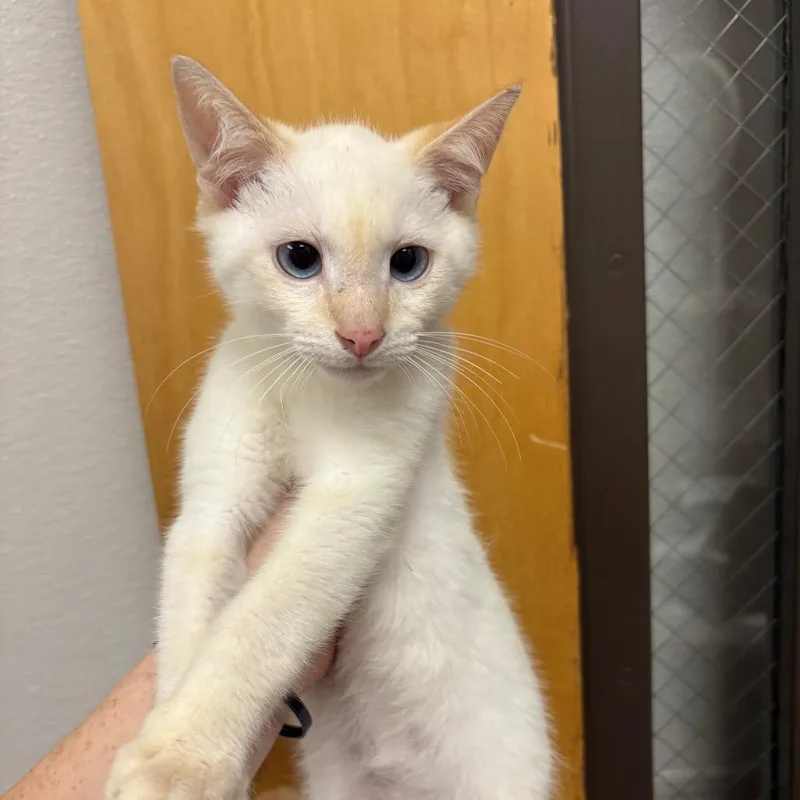 A baby small-sized male White Domestic Short Hair cat named Odie for adoption in Columbiana, AL
