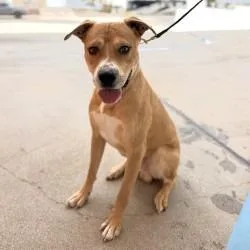 A young medium-sized male Pit Bull Terrier dog named Wright for adoption in Bullhead City, AZ