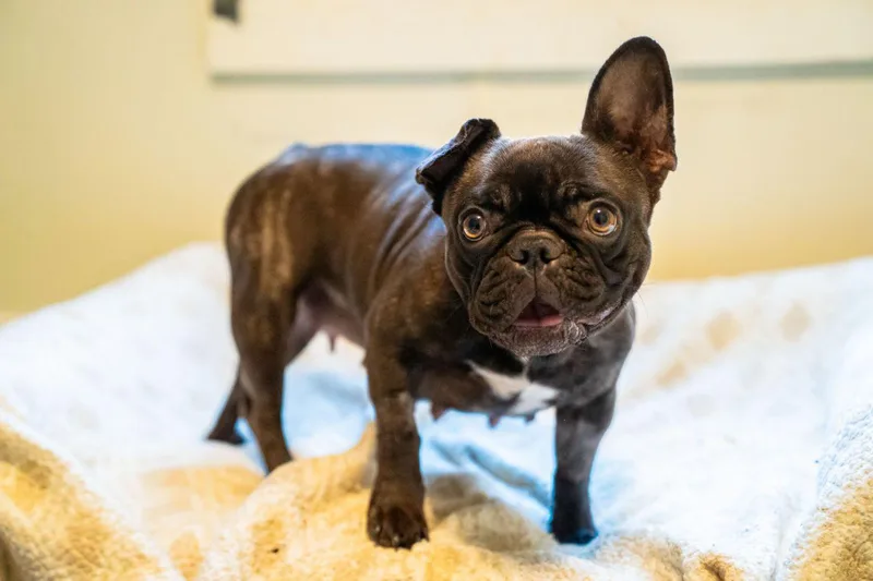 An adult small-sized female Brindle French Bulldog dog named Maggie for adoption in Dellslow, WV