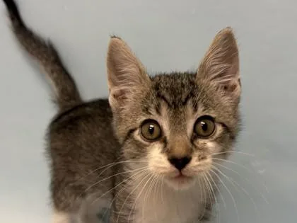 A baby small-sized male Domestic Short Hair cat named Snorkle for adoption in Woodbury, MN