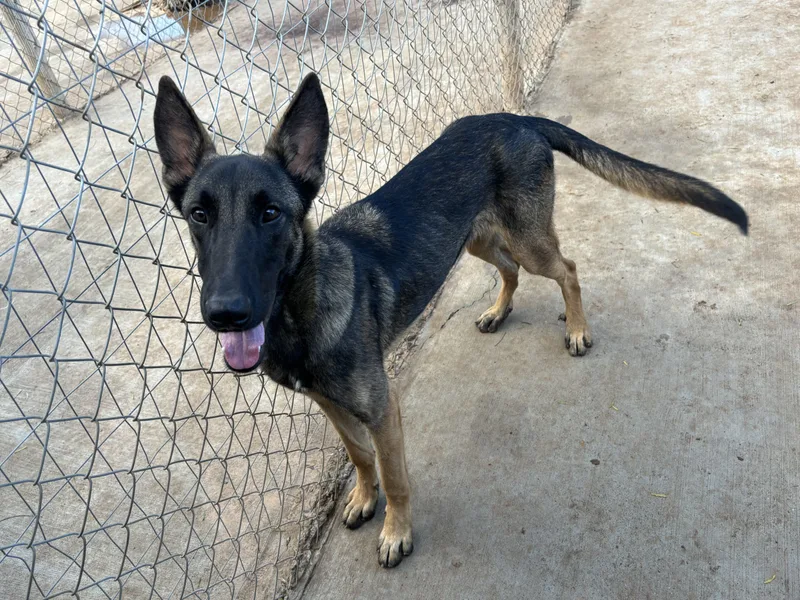 A young medium-sized male Black Belgian Shepherd / Malinois dog named Balu for adoption in Sullivan City, TX