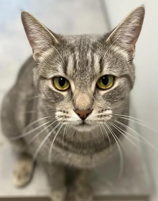 A young small-sized female Domestic Short Hair cat named Hazel for adoption in Vashon, WA