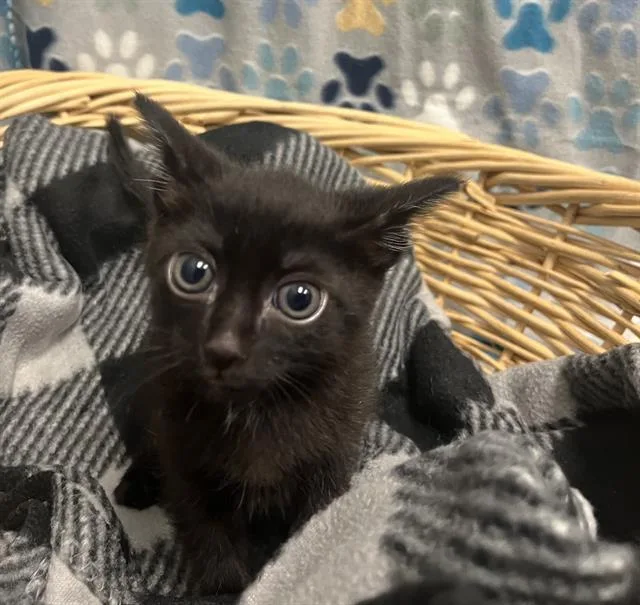 A baby small-sized male Domestic Short Hair cat named Batman for adoption in Rosenberg, TX