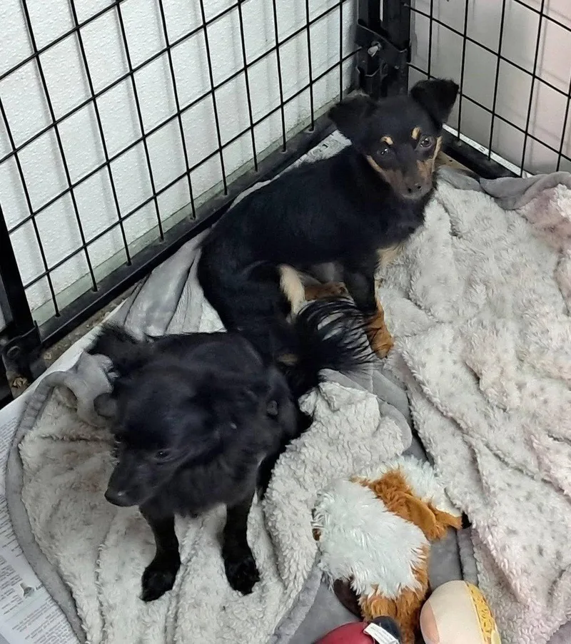 Mojo Jojo