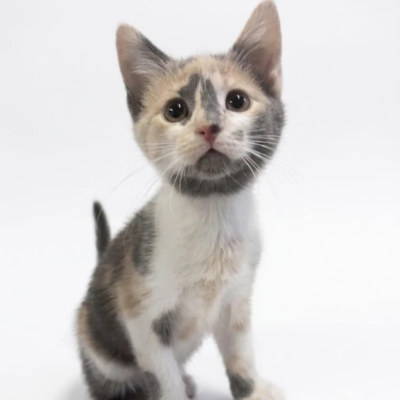 A baby small-sized female Calico Domestic Short Hair cat named Cinderella for adoption in Mocksville, NC