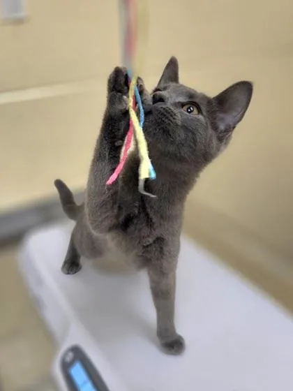 A baby small-sized female Domestic Short Hair cat named Tina for adoption in Westland, MI