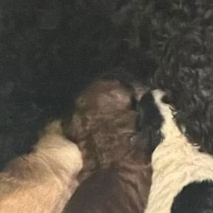 A baby small-sized male Brown / Chocolate Shih Tzu dog named Oakley for adoption in Peculiar, MO