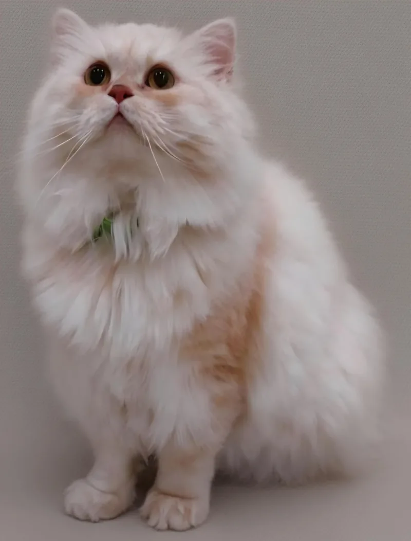 A young medium-sized male Persian cat named Tutu for adoption in Snow Hill, MD