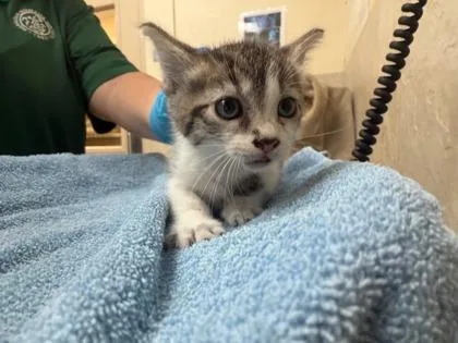 A baby small-sized female Domestic Medium Hair cat named Mira for adoption in Honolulu, HI
