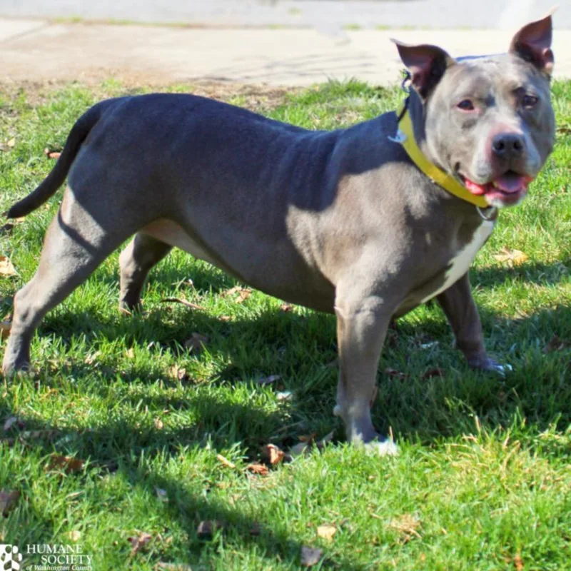 An adult medium-sized female Pit Bull Terrier dog named Kaida for adoption in Hagerstown, MD