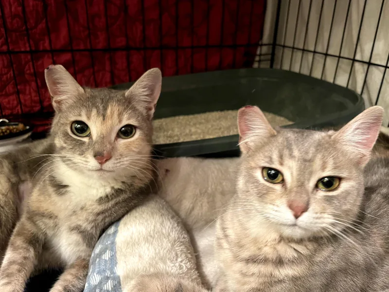 A young medium-sized female Domestic Short Hair cat named Summer & Autumn for adoption in Des Moines , WA
