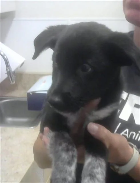 A baby small-sized male Labrador Retriever dog named Cheerios for adoption in Albuquerque, NM