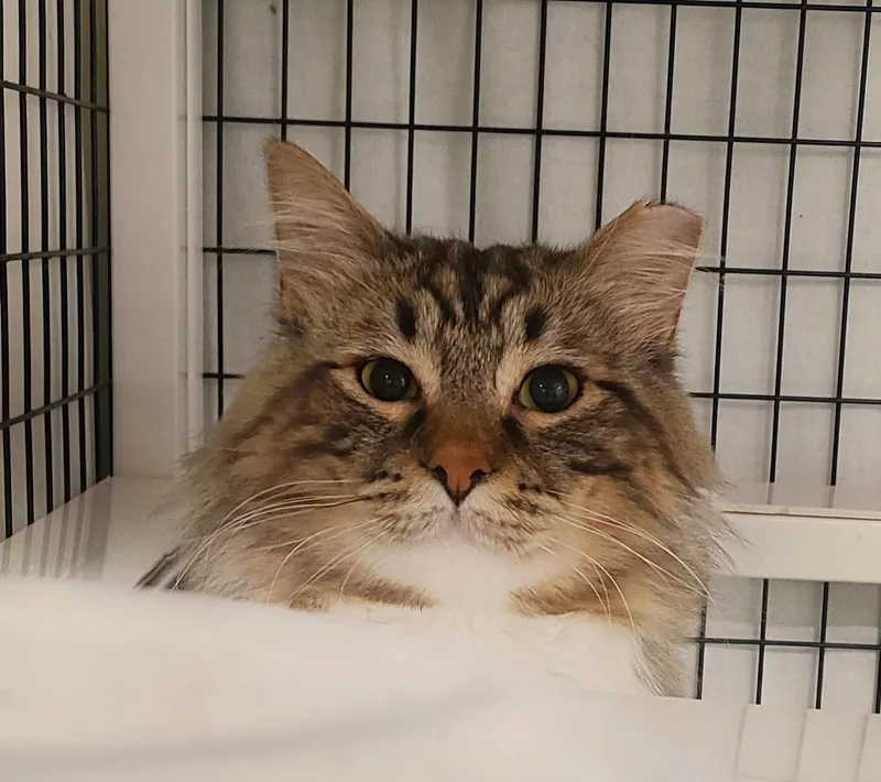 A young large-sized male Tabby (Buff / Tan / Fawn) Domestic Short Hair cat named Gino for adoption in Kirkland, WA