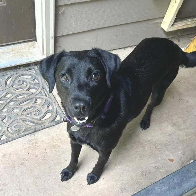 An adult medium-sized female Mixed Breed dog named Missy for adoption in Cumming, GA