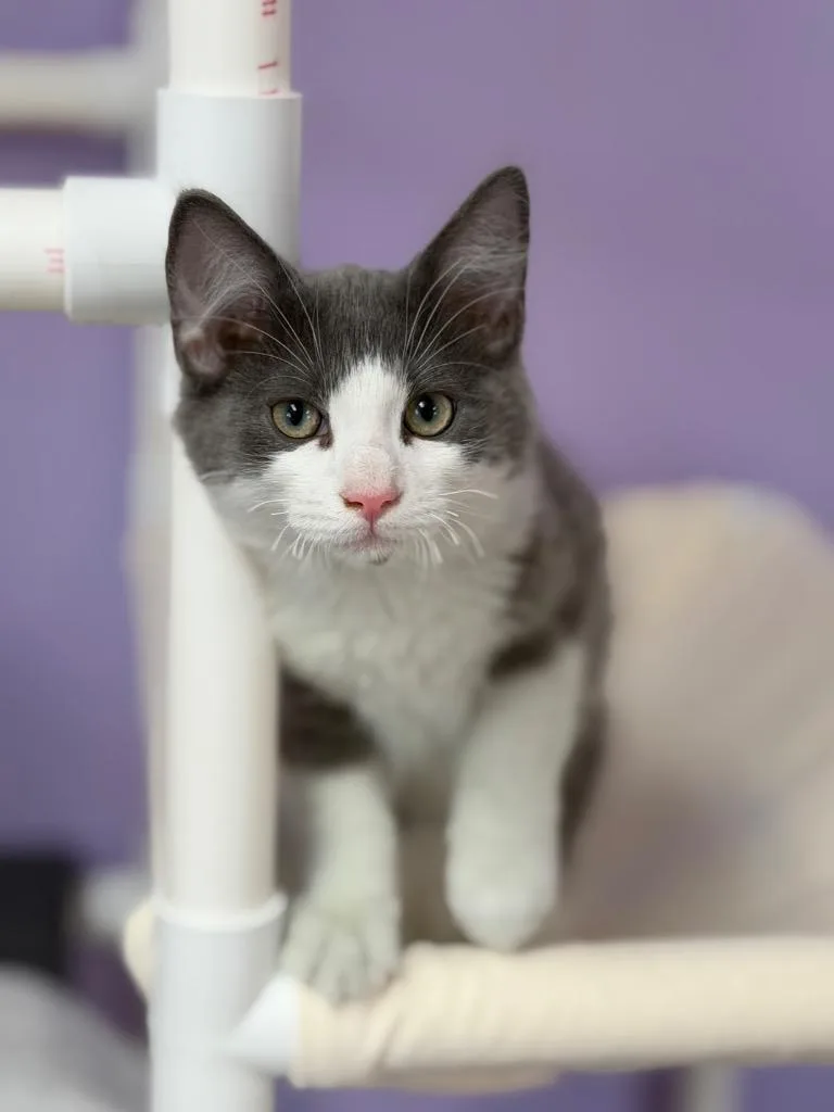 A baby small-sized male Domestic Short Hair cat named Sirius for adoption in Peru, NY