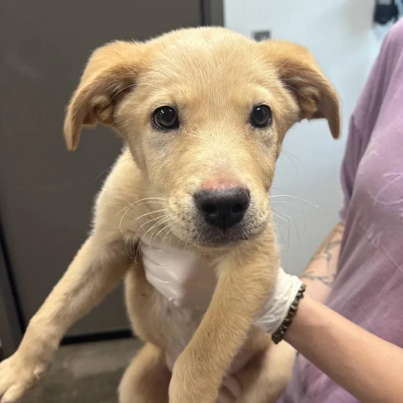 A baby small-sized male Yellow / Tan / Blond / Fawn Labrador Retriever dog named Peeta for adoption in Cleveland, MS