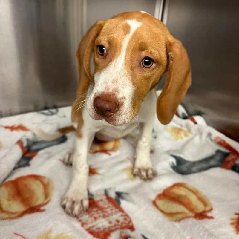 A young small-sized female Yellow / Tan / Blond / Fawn Mixed Breed dog named Nashville for adoption in Lake Jackson, TX
