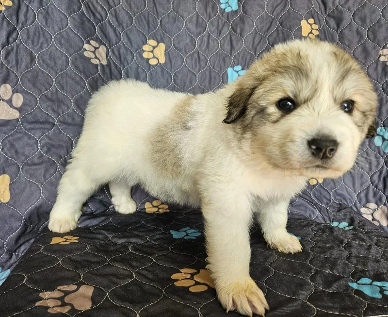 A baby extra large-sized female Great Pyrenees dog named Moana for adoption in Croydon, NH