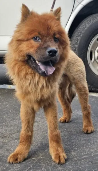 A young medium-sized male Mixed Breed dog named Simba for adoption in Los Angeles, CA