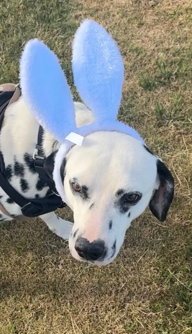 An adult medium-sized male White / Cream Dalmatian dog named Bingo for adoption in Turlock, CA