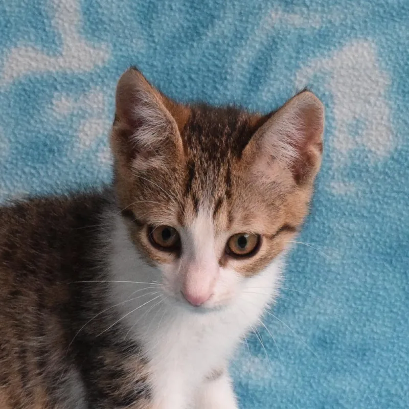 A baby small-sized female Brown / Chocolate American Shorthair cat named Harper for adoption in Eureka, CA