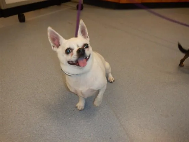 An adult small-sized female Chihuahua dog named Lilly for adoption in San Jose, CA