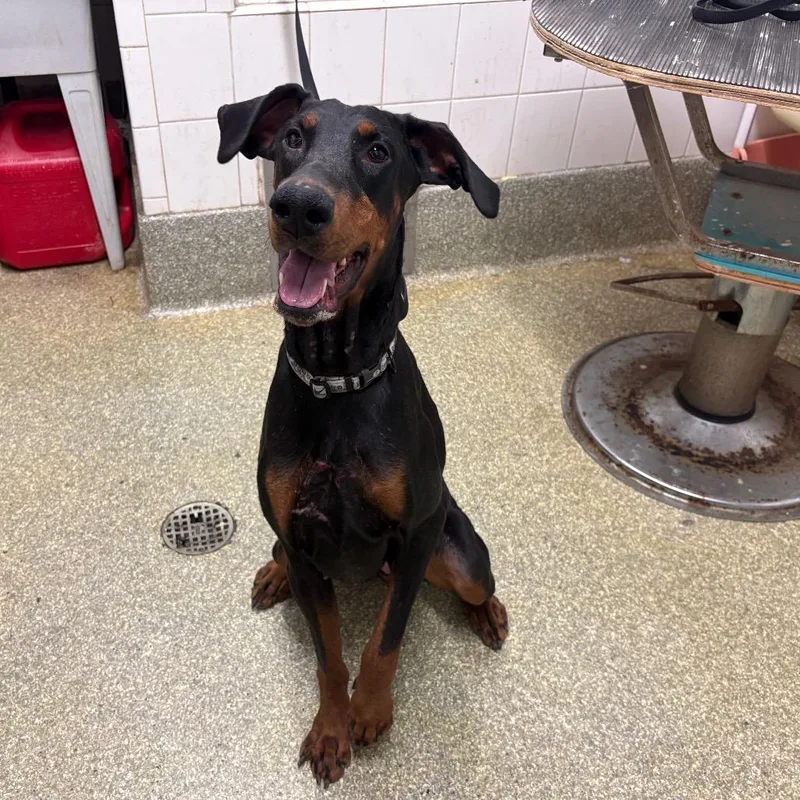 An adult medium-sized female Black Doberman Pinscher dog named IVHSStray for adoption in San Gabriel, CA