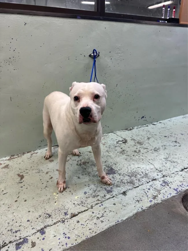 An adult medium-sized male Staffordshire Bull Terrier dog named Rocky for adoption in Houston, TX