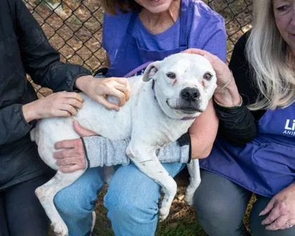 A senior medium-sized male Mixed Breed dog named Trumpet for adoption in Chamblee, GA