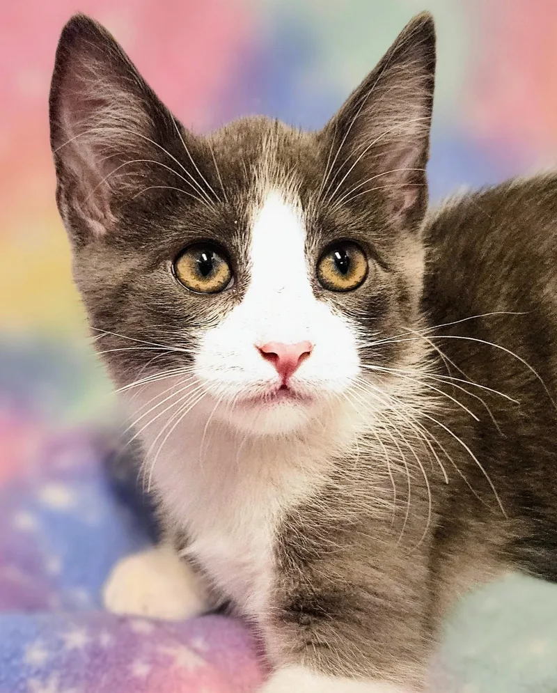 A baby medium-sized male Gray & White Domestic Short Hair cat named Bodie Rancho Cucamonga for adoption in Yorba Linda, CA